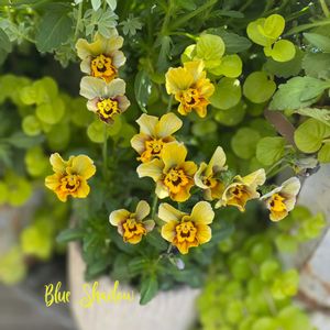 神戸べっぴんさんビオラ,ブルーシャドウ,神戸べっぴんさん ブルーシャドウ,寄せ植え,ナチュラルガーデンの画像