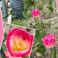 エキナセア,チューリップ,ヒマワリ,ムスカリ,バラ・カクテルの画像