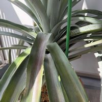 パイナップル,ベランダの画像