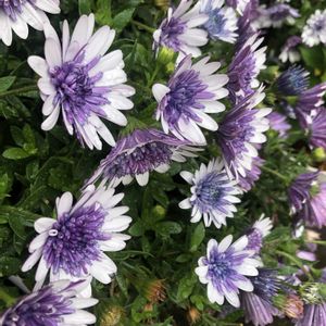 オステオスペルマム,マンションの画像