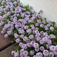 タイム,グランドカバー,小さな庭,玄関アプローチ,庭の画像