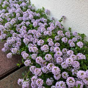 タイム,グランドカバー,小さな庭,玄関アプローチ,庭の画像