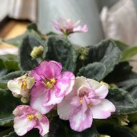 セントポーリア,小さな幸せ,優しい気持ち,嬉しい開花,穏やかな毎日の画像