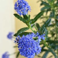 カリフォルニアライラック,セアノサス  パシフィックブルー,セアノサス  パシフィックブルー,バルコニー/ベランダの画像