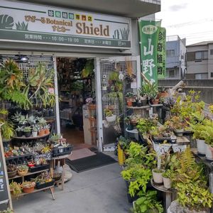 多肉植物,ウラボシ科,ビカクシダ属,食中植物,塊根の画像