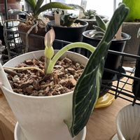 アロカシア,アロカシア•ニンジャ,花が咲いた,珍奇植物,植物のある暮らしの画像