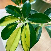 シェフレラ,カポック,シェフレラ(ホンコンカポック),観葉植物,インテリアグリーンの画像