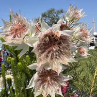 セルリア,ルピナス,ラナンキュラス　ラックス,ユーフォルビアカラキアス,綺麗の画像