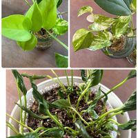 カモミール,ポトス,レタス,ポトスライム,ポトステルノシャングリラの画像