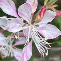 ガウラ,花壇,ガーデニング,山野草,アカバナ科の画像