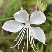 ガウラ,花壇,ガーデニング,山野草,アカバナ科の画像