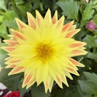 バルコニー/ベランダ,小さな庭,広い庭,テラス,玄関の画像