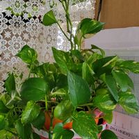 ポトス,リビングの画像