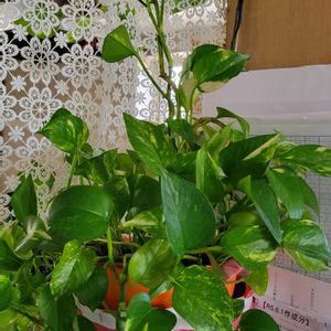 ポトス,リビングの画像