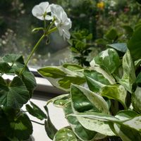 ポトス,ビオラ,ポトス・エンジョイ,原種チューリップ,観葉植物の画像