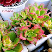 桃太郎,夕映え,美空の鉾,多肉植物,多肉植物のある暮らしの画像