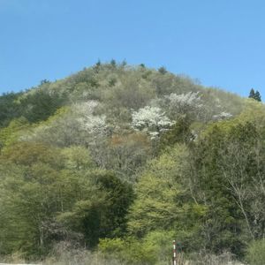 ヤマザクラ,山笑う,芽吹き山の画像