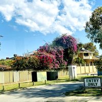 グレビレア,ブーゲンビリア,ストレチア,ミモザ,大木の画像