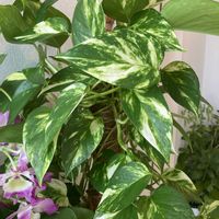 ポトス,紫蘭,原種チューリップ,レウコフィルムの画像