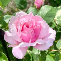 ジギタリス,バラ,バラ ヘルシューレン,アイズオンミー,花のある暮らしの画像