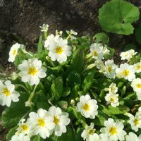 プリムラの画像