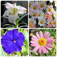 テッポウユリの画像