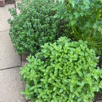 イタリアンパセリ,百日草,レモンタイム,オレガノ シュープリーム,フェスツカ グラウカの画像