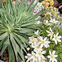 エキウム・ウィルドプレッティ,花のある暮らし,育てる喜び,いつもありがとう(*^。^*)✌️,春だよ〜スイッチONの画像