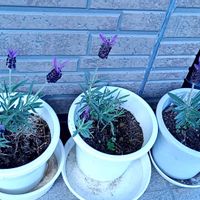 フレンチラベンダー,フレンチラベンダー,自宅の花壇,庭の画像