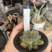 ハオルシア・オブツーサ,キッチンの画像