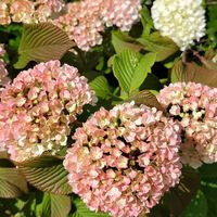 アサギリソウ,シャリンバイ,ピンクオオデマリ ジェミニ,サルビアボルドー ディープパープル,チーム愛知の画像