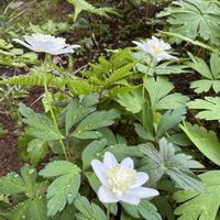 ショウジョウバカマ,ニリンソウ,クマガイソウ,ヤエザキイチリンソウ,+安曇野の画像