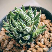 ハオルチア属,花のある暮らし,植物好き,自然の不思議,ベランダの画像
