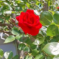 薔薇,花のある暮らし,植中毒,花自慢,春のお花の画像