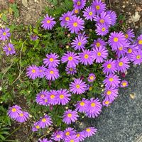 ブラキカムの画像