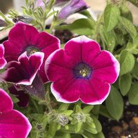 サフィニア,小手毬（こでまり）,ガーデニング,庭の画像