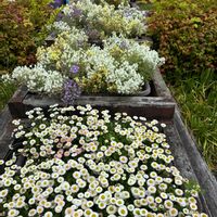 デージーの画像