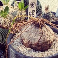ユーフォルビア デシドゥア,☆りん☆のデシドゥア,多肉植物,塊根植物,成長記録の画像