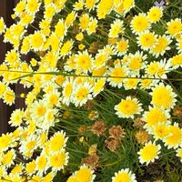 ボンザマーガレットの画像