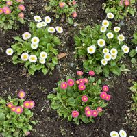 デージーの画像