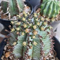 ホリダ,ユーフォルビア属,雄株.の画像