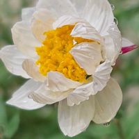 花かんざし,雨粒,雨粒シリーズ☆,0の付く日は雨粒の日,mimozaの雨粒シリーズの画像