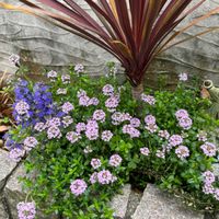 スパラキシス,マトリカリア,ワスレナグサ,タイム  ロンギカウリス,ラナンキュラス ラックス グレーシスの画像