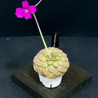ムシトリスミレ,pinguicula laueana CP3,ピンギキュラ　ラウエアナ　CP3,食虫植物,窓際の画像