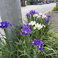 道端の草花,花言葉,紫色の花,花いろいろ,GSの繋がりに感謝♡の画像