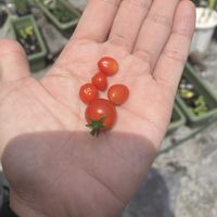 ミニトマト,ミニトマト,ミニトマト,屋上,初心者の画像