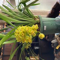 シンビジウムの画像