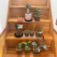 スパティフィラム,スパティフィラム,ガジュマル,ガジュマル,アデニウムの画像