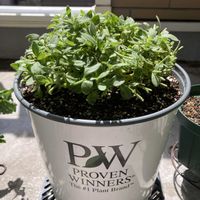 切り戻し株,スーパーチュニア ラヴィドゥヴィ,スーパーチュニア ラヴィドゥヴィ,植え替え,PWの画像