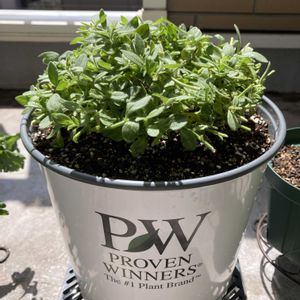 切り戻し株,スーパーチュニア ラヴィドゥヴィ,スーパーチュニア ラヴィドゥヴィ,植え替え,PWの画像